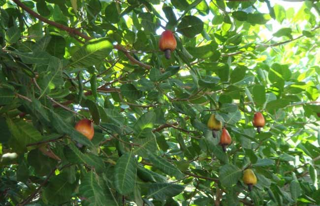 Cashew aka based such as trees, cashew chicken