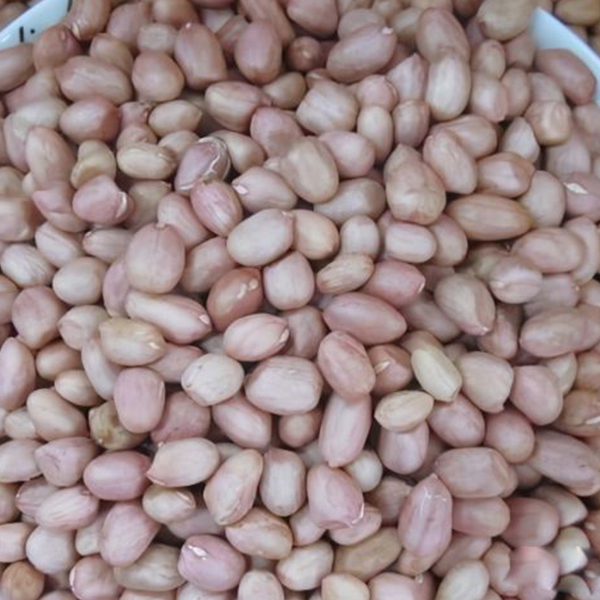 Pearl bean type peanut