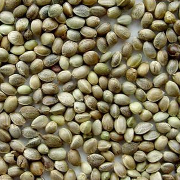 Hemp seed