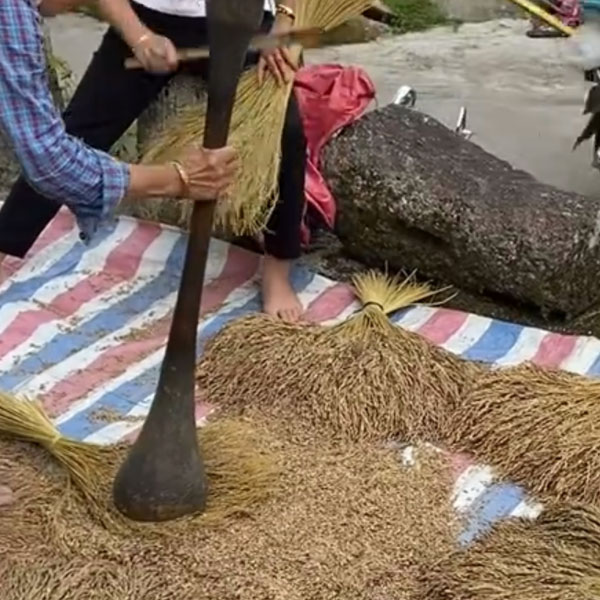 Rice Hulling