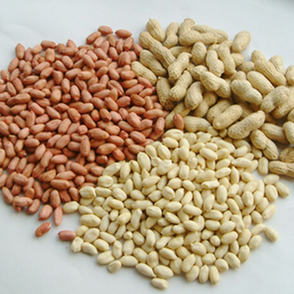 Groundnut