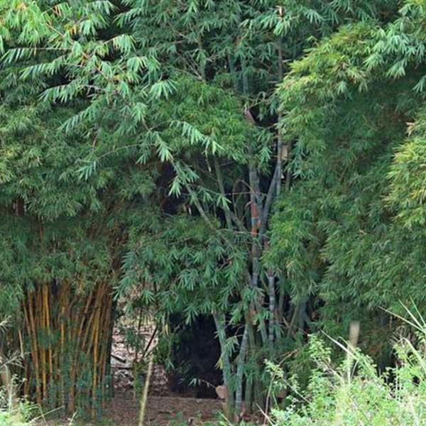  bamboo kenya