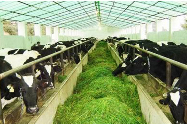 Dairy Farm