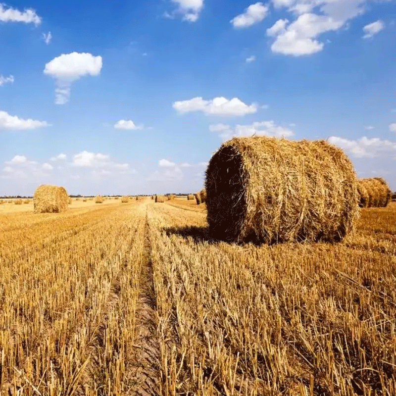 Do straw and chaff make good forages for cattle?