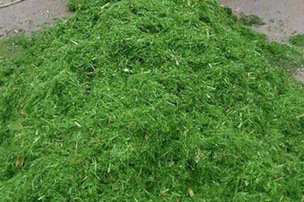 silage feed